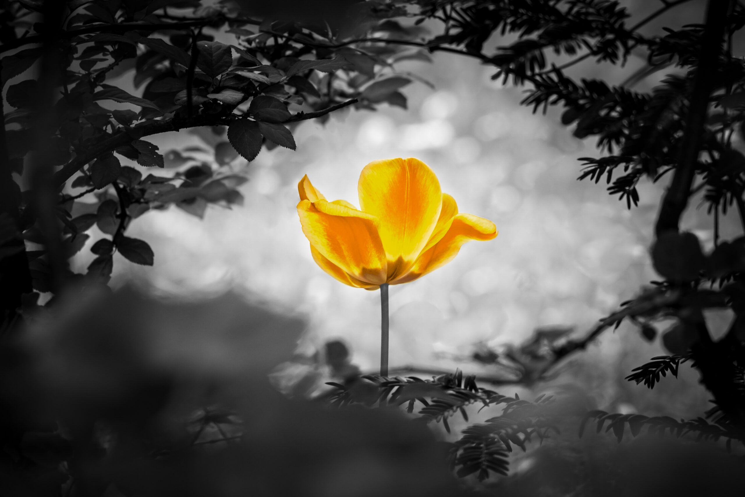 Yellow tulip soul in black white for peace heal hope. The flower